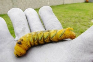 chenille d'afrique dans une main