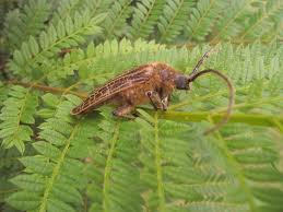 entomophagie et espèces humaine