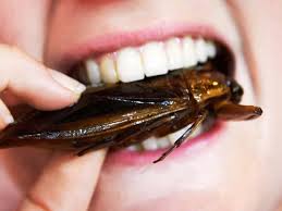 les insectes comestibles 