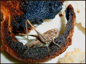 sauterelle sur pain grillé