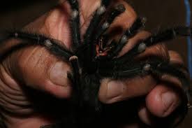 tarentule