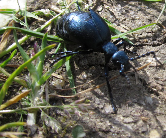 fourmis d'amérique du sud