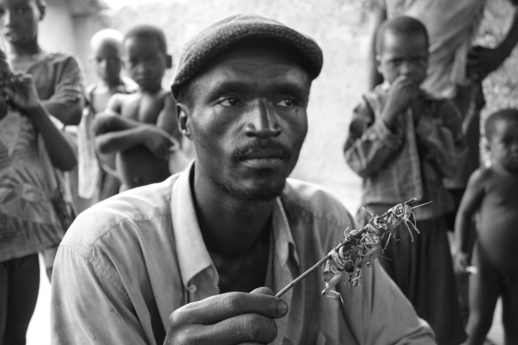 entomophagie en afrique