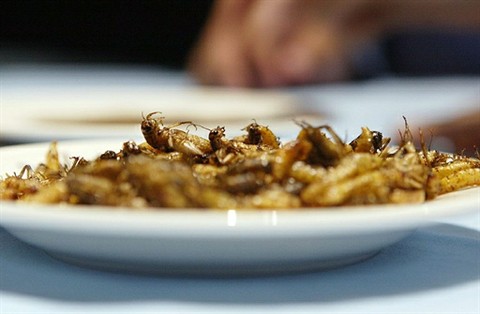 plat manger insectes