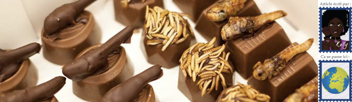 fourmis comestibles au chocolat