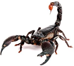 scorpion comestible