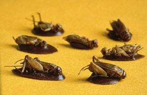 insectes au dessert