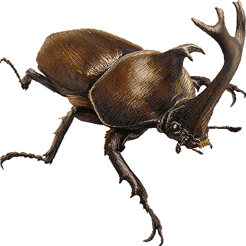 scarabee rhinocéros