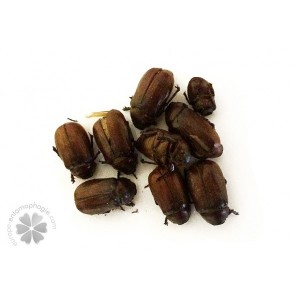 scarabees